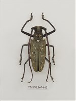 藏品(大衛大天牛)的圖片